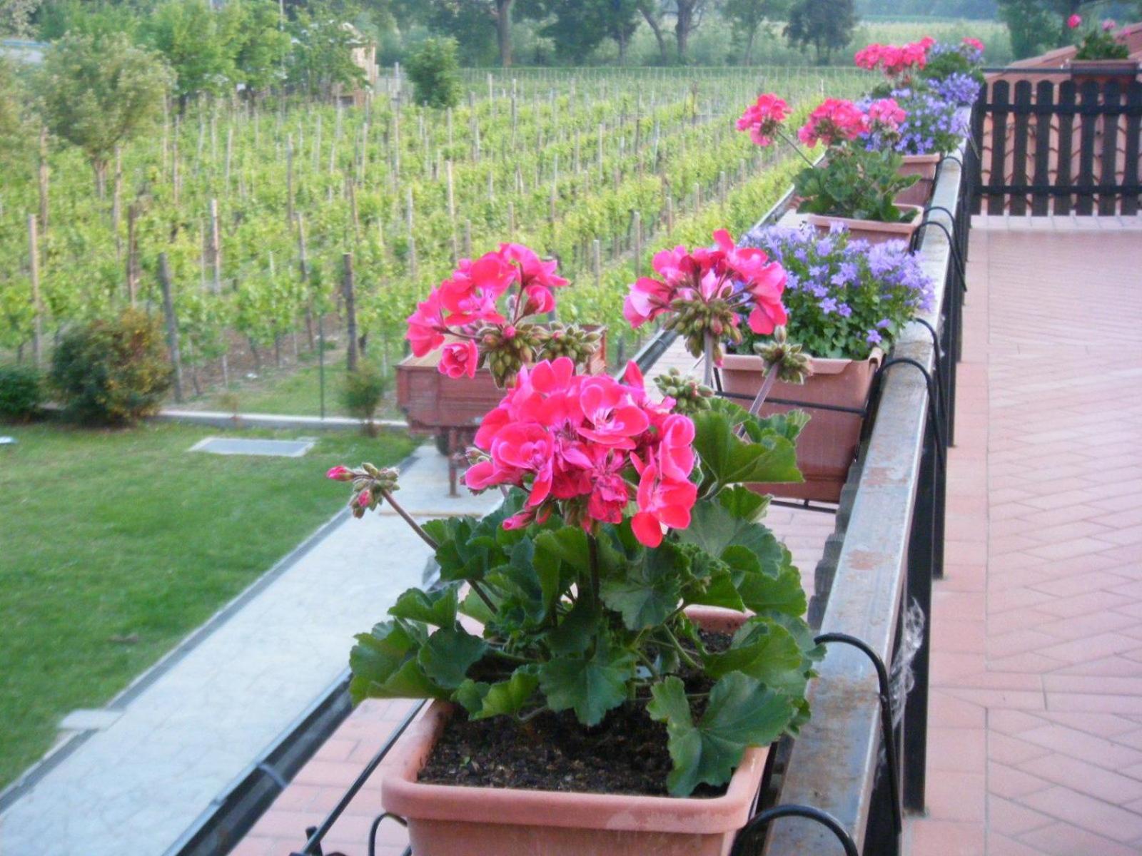 Agriturismo Grillo Iole Winery Prepotto  Exterior foto